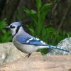 Blue Jay photo by Gary Small