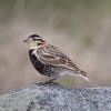 Chestnut-collared Longspur photo by Doug Backlund