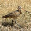 Marbled Godwit photo by Mick Zerr