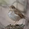 Gray-cheeked Thrush photo by Doug Backlund