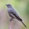 Townsend's Solitaire photo by Doug Backlund