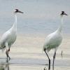 Whooping Crane photo by Kelly Preheim