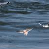 Ross's Gull photo by Doug Backlund