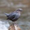 American Dipper photo by Doug Backlund