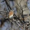 Eastern Bluebird photo by Roger Dietrich