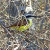 Great Kiskadee photo by Kelly Preheim