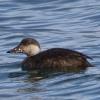 Black Scoter photo by Roger Dietrich