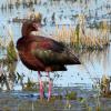 White-faced Ibis photo by Kelly Preheim