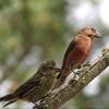 Red Crossbill photo by Kelly Preheim