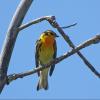 Blackburnian Warbler photo by Kelly Preheim