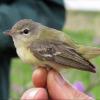 Bell's Vireo photo by Kelly Preheim