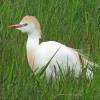 Cattle Egret photo by Kelly Preheim