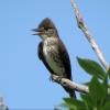 Olive-sided Flycatcher photo by Kelly Preheim