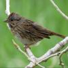 Lincoln's Sparrow photo by Kelly Preheim