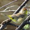 Palm Warbler photo by Kelly Preheim