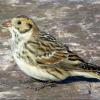 Lapland Longspur photo by Kelly Preheim