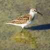 Least Sandpiper photo by Kelly Preheim