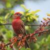 House Finch photo by Kelly Preheim