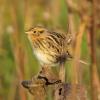 Le Conte's Sparrow photo by Kelly Preheim