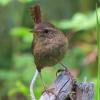 Pacific Wren photo by KC Jensen