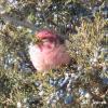 Purple Finch photo by KC Jensen