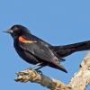 Red-winged Blackbird photo by Roger Dietrich