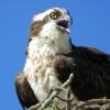 Osprey photo by Kelly Preheim