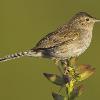 Cassin's Sparrow photo by Doug Backlund