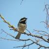 Black-throated Gray Warbler photo by Erik Bruhnke