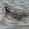 Harlequin Duck photo by Doug Backlund