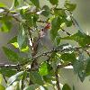 Orange-billed Nightingale-Thrush photo by Doug Backlund