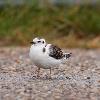 Little Gull photo by Doug Backlund