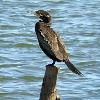 Neotropic Cormorant photo by Ricky D. Olson