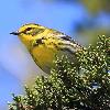 Townsend's Warbler photo by Daniel Streifel