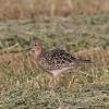 Buff-breasted Sandpiper photo by Roger Dietrich