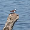 Ruddy Turnstone photo by Roger Dietrich