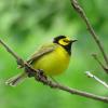 Hooded Warbler photo by Kelly Preheim