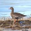 Greater White-fronted Goose photo by Mick Zerr