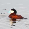 Ruddy Duck photo by Mick Zerr