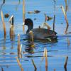 American Coot photo by Mick Zerr