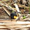 American Redstart photo by Mick Zerr