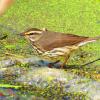 Northern Waterthrush photo by Mick Zerr