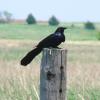 Great-tailed Grackle photo by Mick Zerr