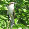 Black-billed Cuckoo photo by Kelly Preheim