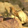Vesper Sparrow photo by Mick Zerr