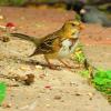 Harris's Sparrow photo by Mick Zerr