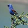 Blue Grosbeak photo by Kelly Preheim