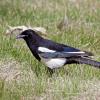 Black-billed Magpie photo by Roger Dietrich