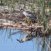 Black-crowned Night-Heron photo by Barbara Muenchau