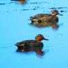Green-winged Teal photo by Mick Zerr